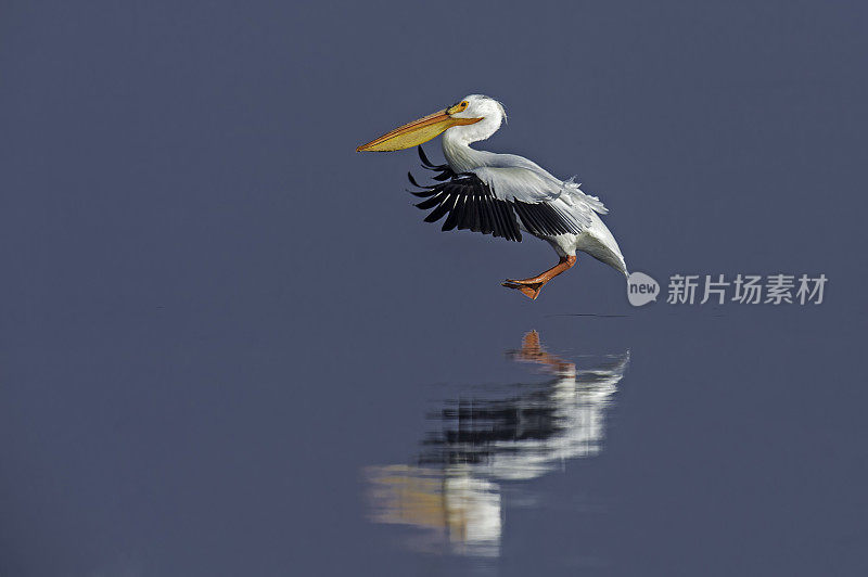 美国白鹈鹕(Pelecanus erythrorhynchos)是一种大型水生飞禽，隶属于鹈鹕目。黄石国家公园，怀俄明州。着陆。